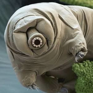 Meet your Posher, Noriel